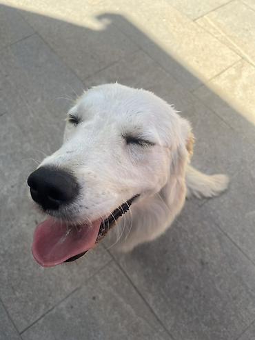 itler pulsuz: Retriever, 8 ay, Dişi — 3
