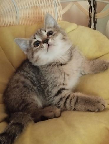 бингальские кошки: Котята тигрового окраса - Пушистые малыши с яркими полосками и — 4