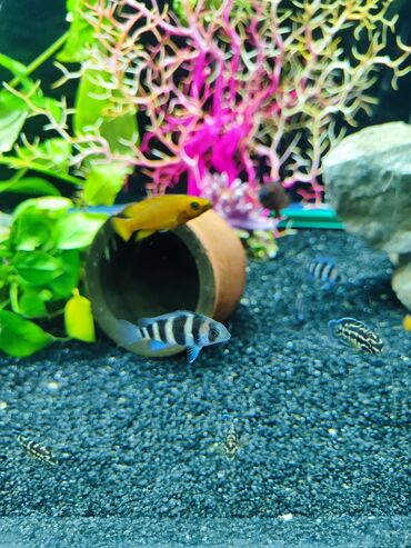 akvarium xırda balığı: Akvaryum baligi
