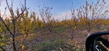 Tinglər: Meyvə tingləri – intensiv bağlar üçün - Növlər: alma və armud heyva — 14