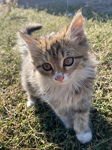 белые котята: Сиамская, 3 месяца, Мальчик — 7