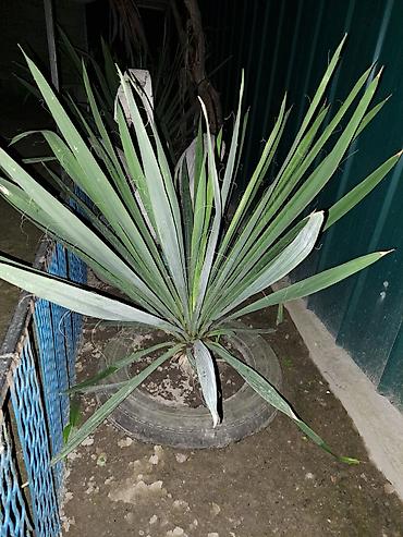 Зоотовары: Продаю домашние цветы разные не дорого смотрите мой профиль выбирайте — 11