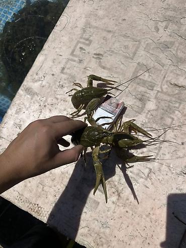 раком: Живые раки речные - Свежевыловленные, содержатся в проточной воде (на — 3