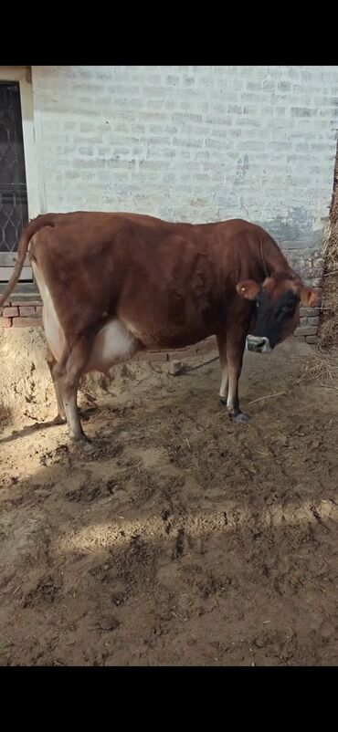 Inəklər, öküzlər: Inek 3 balasi dogub disi balaldir 4 ayliq disi duyesi var her saganda — 6