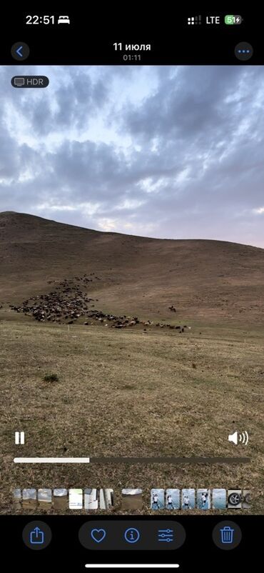 продажа баранов в бишкеке: Сатам | Кочкор (эркек), Ургаачы кой (ургаачы), Козу