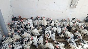 Toyuqlar Satilir Hamisi Birinin Qiymeti 7 azn .3 ayliqdirlar lalafo.az -da Toyuqlar Satilir Hamisi Birinin Qiymeti 7 azn .3 ayliqdirlar