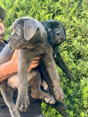 İtlər: Kane-Korso, 2 ay — 11