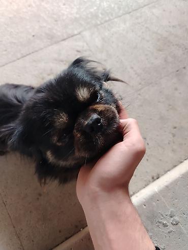 kopək: Pekines, 1 il, Dişi, Peyvəndli — 2