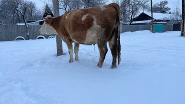 Коровы, быки: Продаю | Корова (самка) | Симментальская | Для разведения, Для молока | Стельные