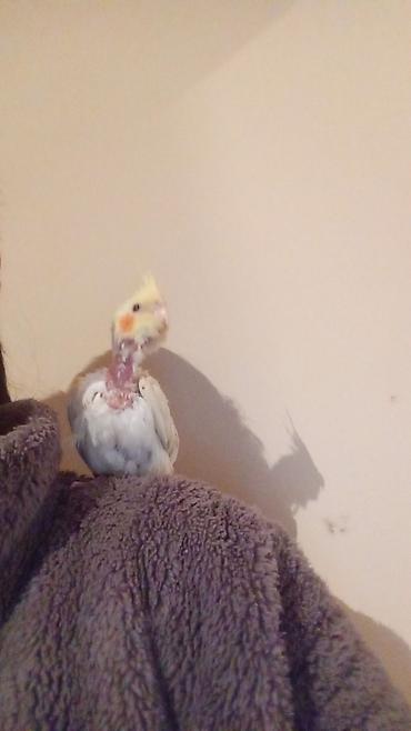 Tutuquşları: Məhsul: Dalğalı tutuquşu (bazarık/parakeet) cütü Təsvir: - Rənglər — 5