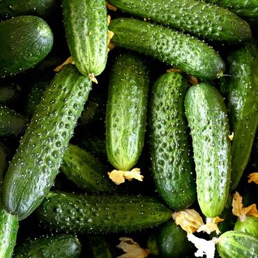 ранние сорта картофеля купить: Огурцы