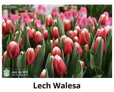 Букеты из живых цветов: Тюльпаны От 130сом за шт Чем больше шт тем больше скидка at lalafo.kg — 10 Букеты из живых цветов: Тюльпаны От 130сом за шт Чем больше шт тем больше скидка — 10