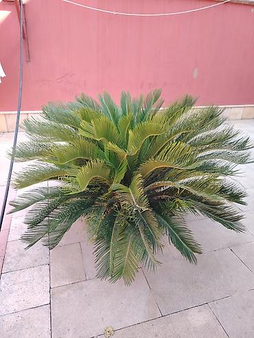 xurma: Bitki: Cycas revoluta (Saqo xurması, Sago Palm) - Növ: Həmişəyaşıl — 4