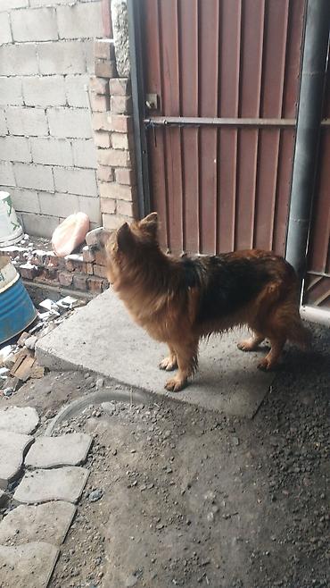 Продажа собак: Немецкая овчарка, 3 года, Самка, С прививкой — 6