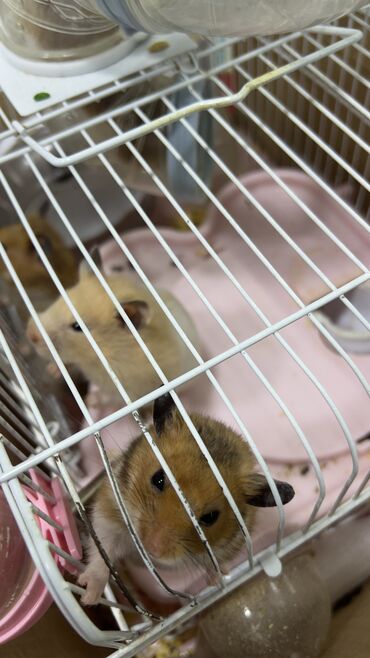 Gəmiricilər: Хомяки отдам за 1 манат! Кто желает напишите — 6