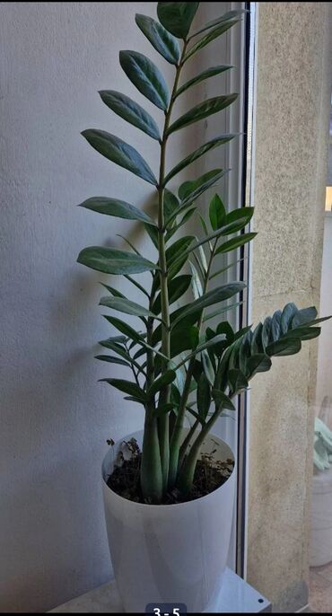 dəmir tikanı bitkisi: Zamiokukulkas 25 man
65 sm hündürlüyü 
Nizami metrosu