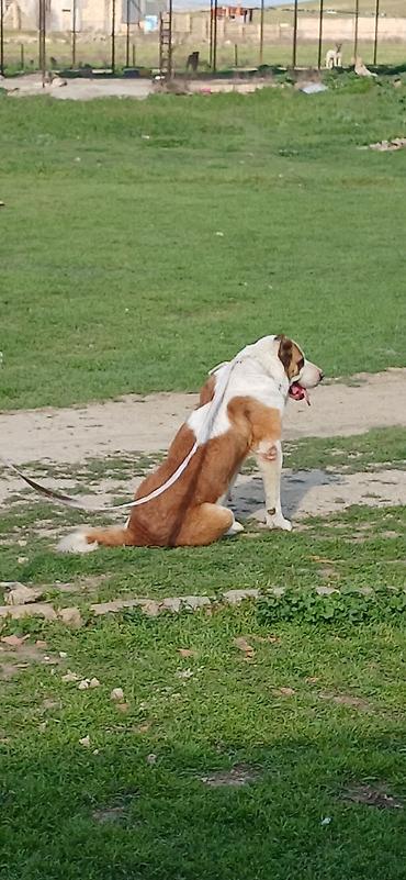 İtlər: Alabay, 3 il, Dişi, Peyvəndli — 4