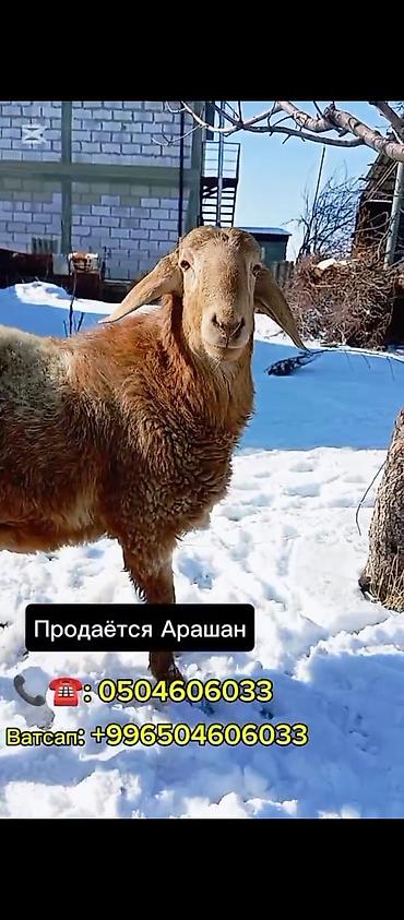 кролики в тюпе: Продаю | Баран (самец) | Арашан | Для разведения — 1