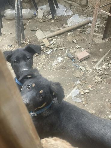 it toy pudel: Labrador-retriver, 7 ay, Peyvəndli — 5