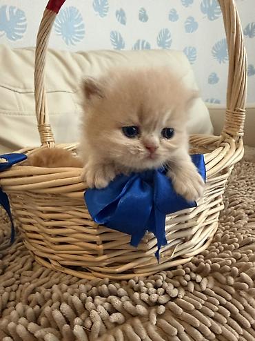 Pişiklər: Fars — 11