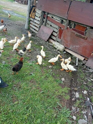 mandarin ordeyi: Pikin ordekler kom satlir reyal aliciya endirim ederem etlik ve çox