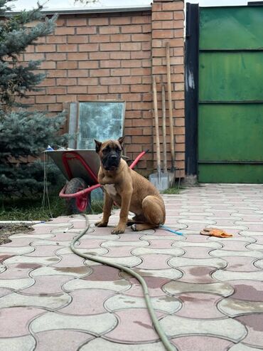 акустические системы best core колонка в виде собак: 📣🆘📢 ПРОПАЛ Щенок крупной породы, 6месяц кто где то видел подскажите