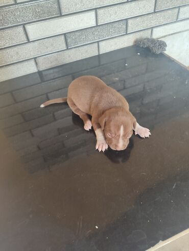pitbullar: Pitbul, 1 ay, Erkek