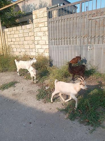 qoyun keçi: Məhsul: Keçi balaları (toxumlu yerli cins qarışıqları) Təsvir: - — 2