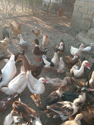 Toyuqlar: Toyuq, Damazlıq — 3