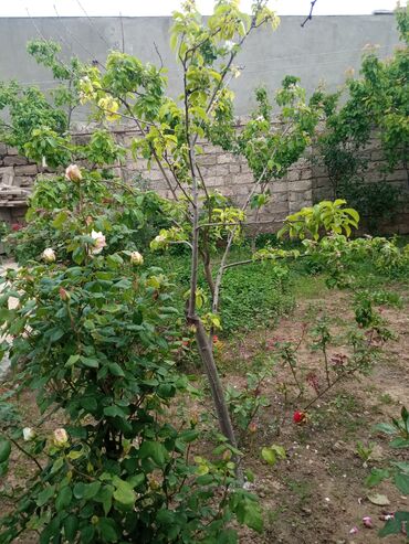 Otaqların uzunmüddətli kirayəsi: Satilr: geniş və işıqlı otaq.2 otaq 1 zal metbex hamam ayaq yolu — 11