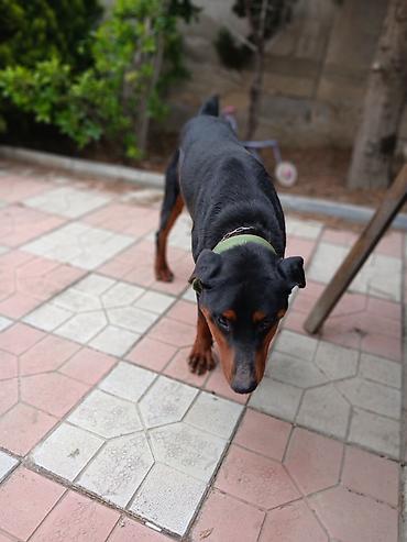 dişi doberman: Doberman, 1 il, Erkək, Peyvəndli, Ödənişli çatdırılma — 3