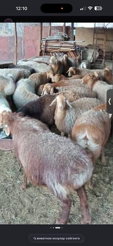 бараны в канте: Продаю | Овца (самка) | Для разведения | Матка — 1