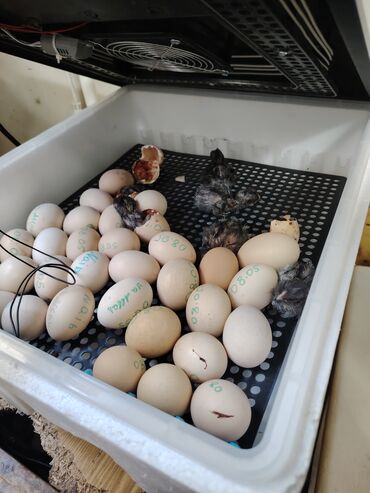 inkubator avadanlıqları: İnkubator 58 yumurtalıq 230 almısam 170 satiram 2 defe cıxım olub