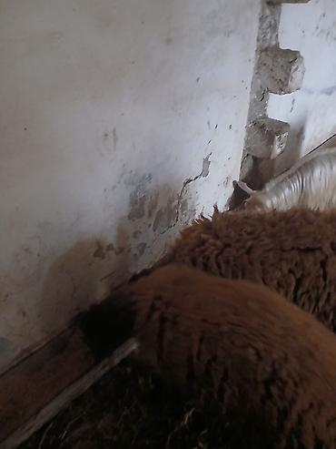 Qoyunlar, qoçlar: Iki baş qala cinsi ekizdilər 11 ayLlqdlLar qiymet birine aiddir.qoc — 12