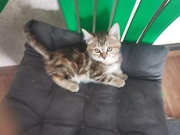 котенок 1 месяц: Пушистые котята Возраст ~ 1.5 месяца Отдам в добрые руки 🤗 На — 2