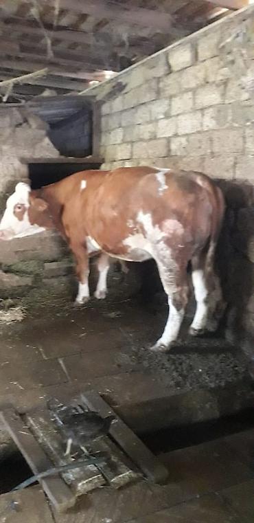 Inəklər, öküzlər: Cəmi 2 qarın doğmuş cavancins maldi və kök-iridi Maşallah Nömrenin — 3