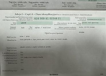 продажа собак в бишкеке: Продаю | Кобыла (самка), Конь (самец), Жеребец | Для разведения | Племенные — 7