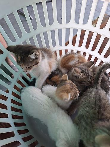 котят ош: Отдам котят. 3 мальчика 3 девочки. котятам 2 месяца, кушают сами уже — 10