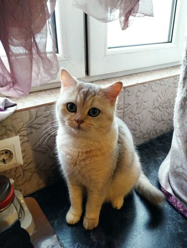 британская короткошерстная британская короткошерстная кошка: Продаю британскую шиншиллу,самочка,1,5года,стерилизованная