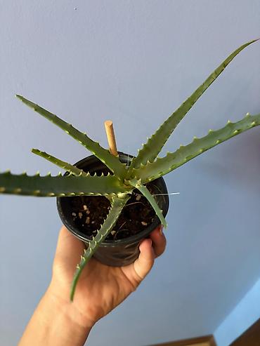 циркулярная пила: Aloe (sukkulent) – qara plastik saksıda 2 ədəddir - Növ: Aloe — 2