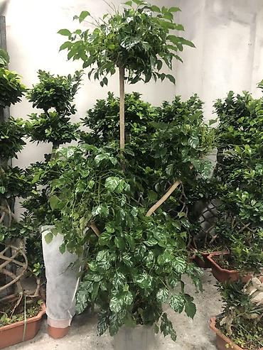 Другие комнатные растения: Комнатные растения в горшках — декоративные и фруктовые 1) Карликовый — 23