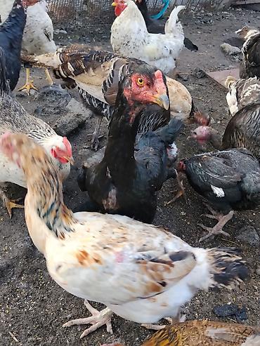Другие с/х животные: Продаются сельскохозяйственные птицы смешанного поголовья для — 24