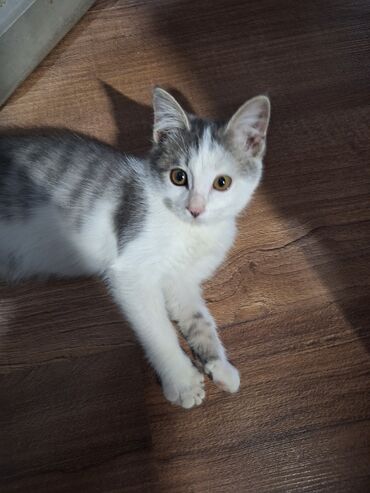 купить породистую кошку: Девочка