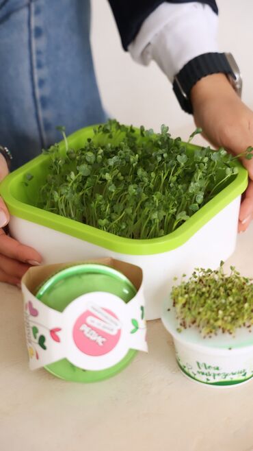 семена комнатные растения купить: Декор для дома и сада, Кашпо и цветники, Самовывоз, Платная доставка