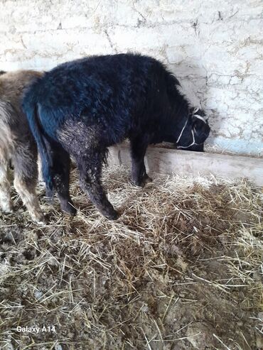 Коровы, быки: Продаю | Музоо, торпок | На откорм — 12