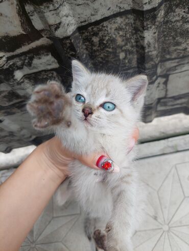 лысый кот сфинкс: Отдам котенка в хорошие руки 🙉 порода : сиамская.Кушает абсолютно