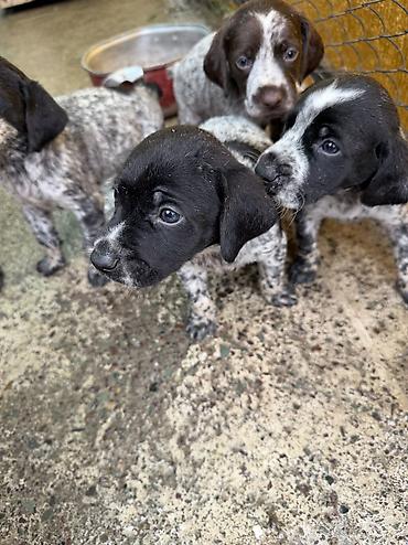 Продажа собак: Курцхаар, 1 месяц, Самец — 3