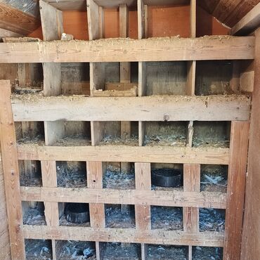 Yuvalar: Salam Aleykum Quşxana satılır istəyən olsa əlaqə saxlasın .hündürlük — 4