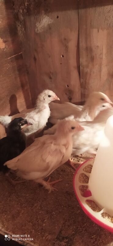 брама курица: Продаю | Куры, Цыплята | Брама