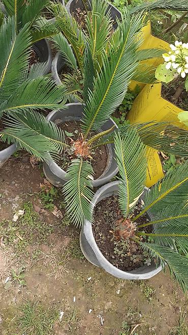 novruz xurmasi: Bitki: Cycas revoluta (Saqo xurması) – qablarda Təsvir: - Qədim — 2